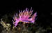 FLABELLINAKT